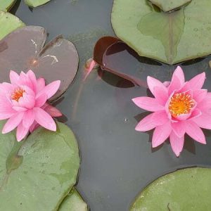 Nénuphar Nymphaea Perry's Pink