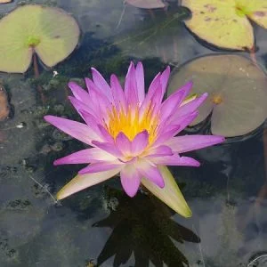Water Lily Rattanawadee