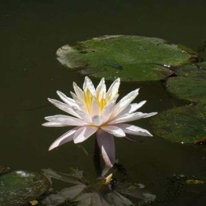 Nénuphar Nymphaea Starbright