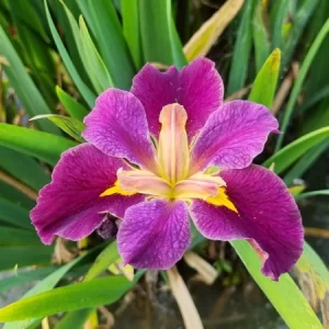 Iris louisiana 'Spicy Cajun'