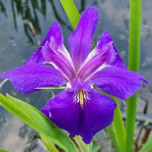 Iris louisiana Bayou Bluebird