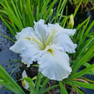 Iris louisiana Crushed Ice
