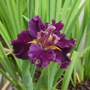 Iris louisiana Garnet Storm Dancer