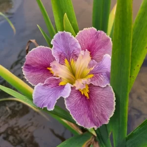 Iris louisiana Highland Mist