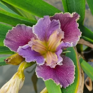 Iris louisiana Highland Mist