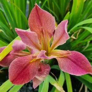Iris louisiana Kissie