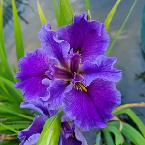 Iris louisiana Postmaster