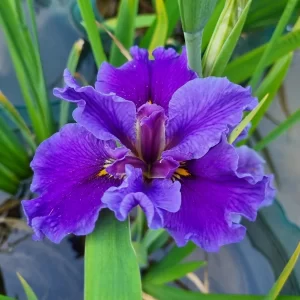 Iris louisiana Postmaster
