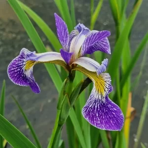 Iris versicolor Pacifica