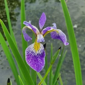 Iris versicolor Pacifica