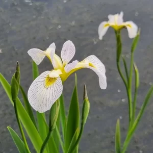 Iris versicolor Roy's Repeater