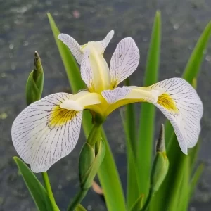 Iris versicolor Roy's Repeater