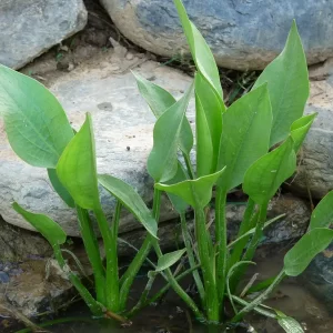 alisma plantago aquatica plantain d'eau commun