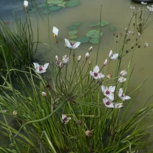 butomus umbellatus alba jonc fleuri blanc