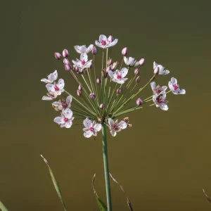 butomus umbellatus jonc fleuri butome en ombelle