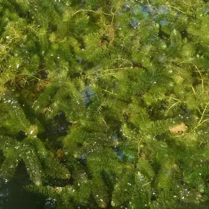 ceratophyllum demersum cornifle immergé