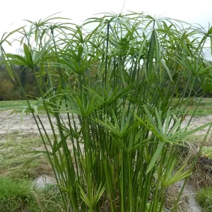 cyperus alternifolius papyrus à feuilles alternes