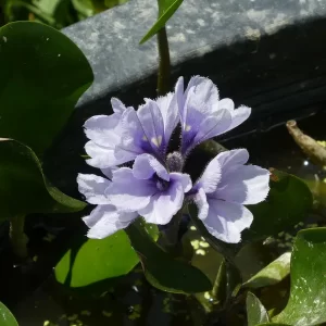 eichhornia azurea jacinthe d'eau azur
