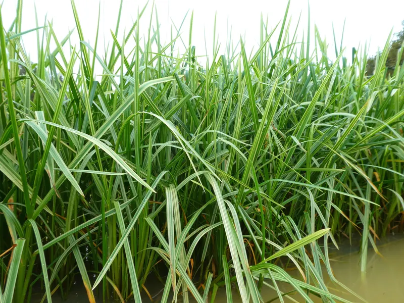 Glyceria maxima 'Variegata' (Glycérie aquatique panachée) - Plantes ...