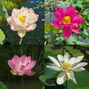 Grand lotus - pour pots 80-110 cm de diamètre