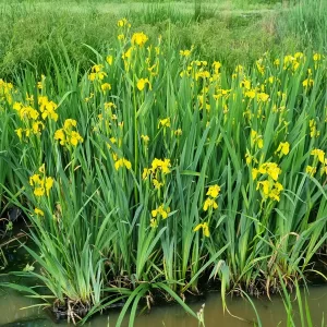 iris pseudacorus iris jaune des marais iris faux acore