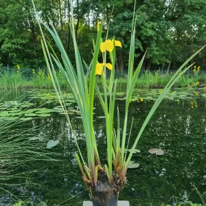 iris pseudacorus iris jaune des marais iris faux acore