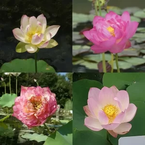 Lotus nain - pour pots 30-45 cm de diamètre