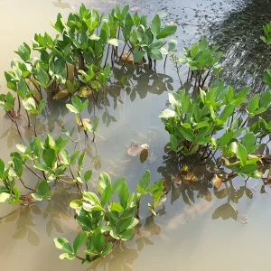 menyanthes trifoliata trèfle d'eau