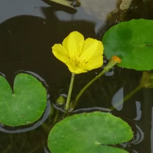 nymphoides peltata petit nénuphar pelté