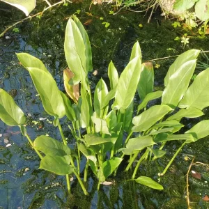 peltandra virginica arum de virginie