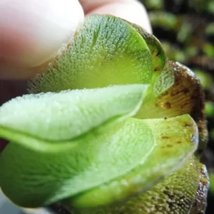 salvinia auriculata salvinie auriculée