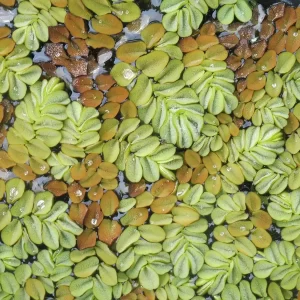 salvinia auriculata salvinie auriculée