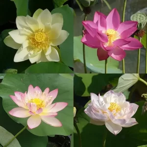 Nelumbo fleurs de lotus sélectionnées par nous