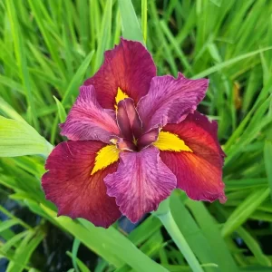 iris louisiana ann chowning