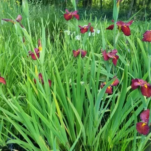 iris louisiana ann chowning