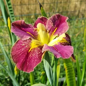 Iris louisiana Festival Acadian