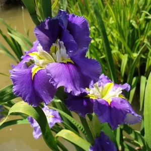 iris louisiana ginny's choice