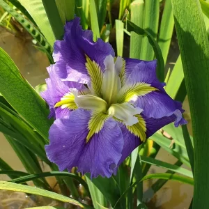 iris louisiana ginny's choice
