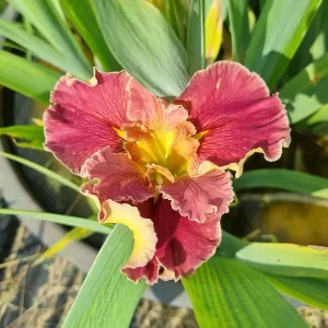 Iris louisiana Hail Mary