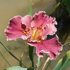 Iris louisiana Hail Mary