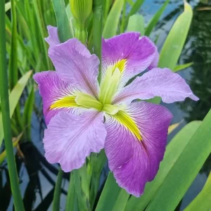 iris louisiana kristi g