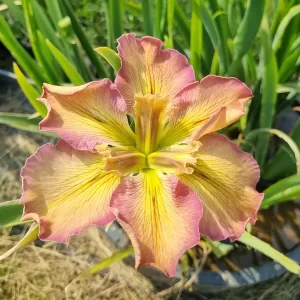iris louisiana la stupenda