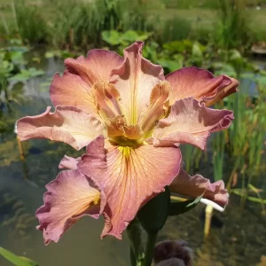 iris louisiana la stupenda
