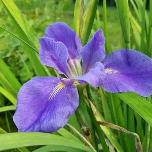 iris louisiana ruth holleyman