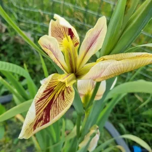 iris louisiana splitter splatter