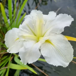 iris louisiana white umbrella