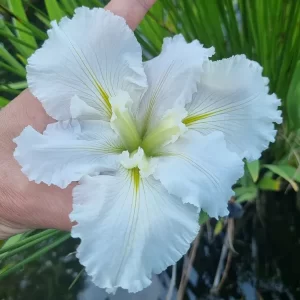 iris louisiana white umbrella