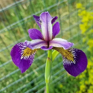 Iris pseudacorus Holden's Child