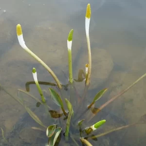 Orontium aquaticum Flamme d'eau