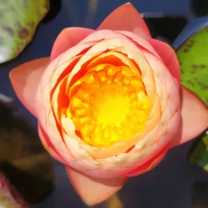 nymphaea golden goblet